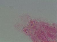 Murrayon pullari image